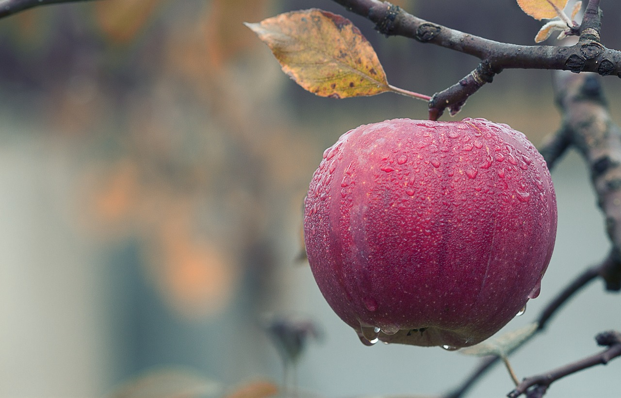 Apfel Dörren im Backofen – Knusprig und lecker: Äpfel schonend im Backofen trocknen