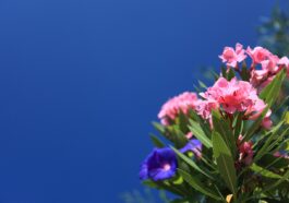 Oleander Verblühte Blüten Abschneiden