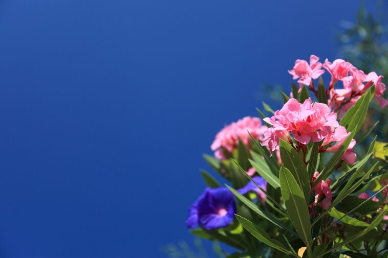 Oleander Verblühte Blüten Abschneiden