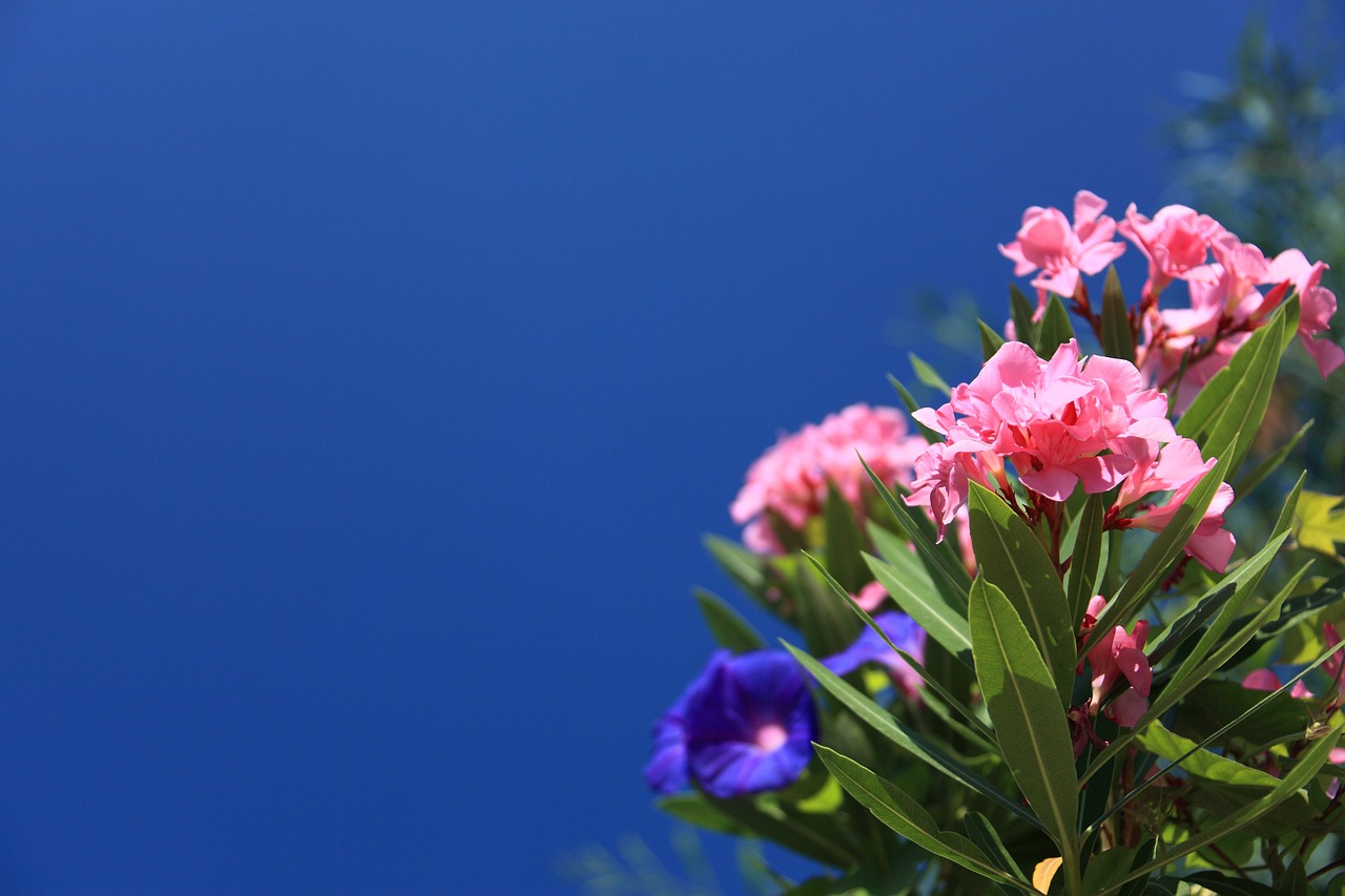 Oleander verblühte Blüten abschneiden – Schneiden Sie verblühte Oleander-Blüten ab, um das Wachstum zu fördern