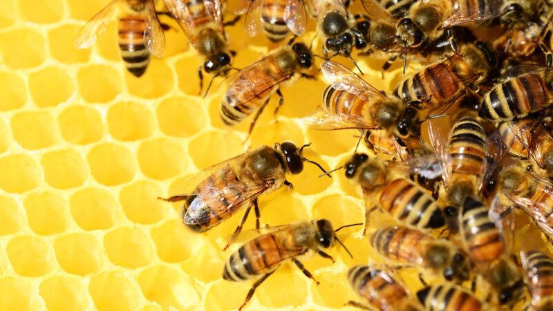 Warum essen Veganer keinen Honig – Honig ist tabu: Warum Veganer auf Honig verzichten