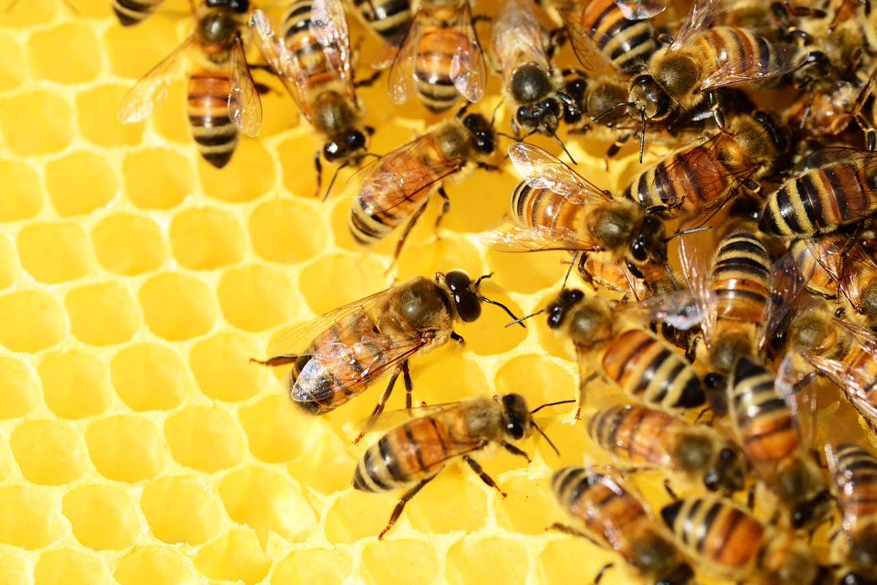 Warum essen Veganer keinen Honig – Honig ist tabu: Warum Veganer auf Honig verzichten