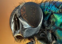 Welchen Duft Mögen Fliegen Nicht