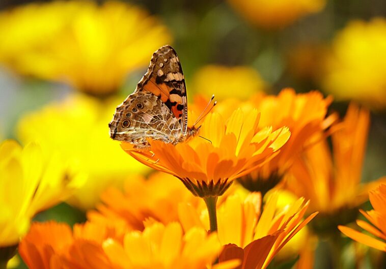 Für Was Ist Ringelblumensalbe Gut