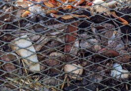 Wie kompostiere ich richtig