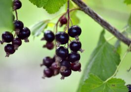 Tipps für den Sommerschnitt von schwarzen Johannisbeeren