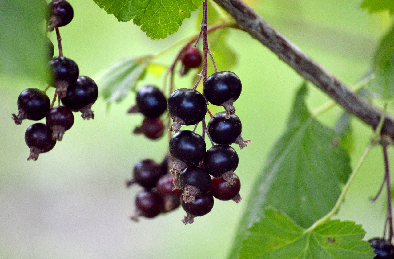 Tipps für den Sommerschnitt von schwarzen Johannisbeeren ll Dein