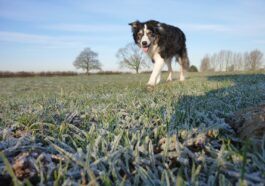 Tipps für nachhaltige Haustierhaltung